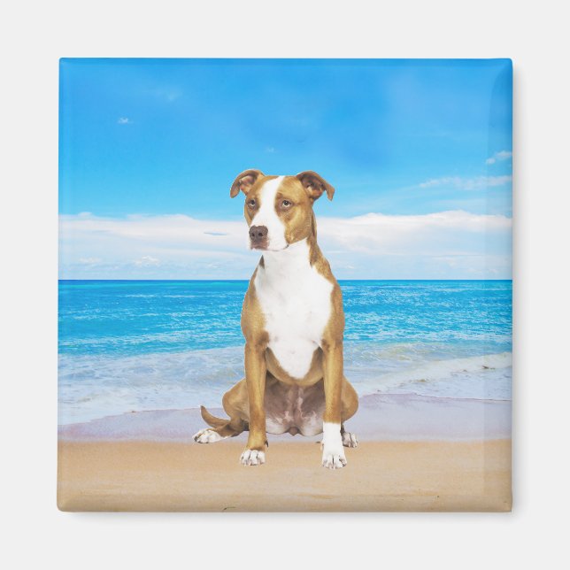 Aimant Chien Pitbull Assis Sur La Plage (Devant)