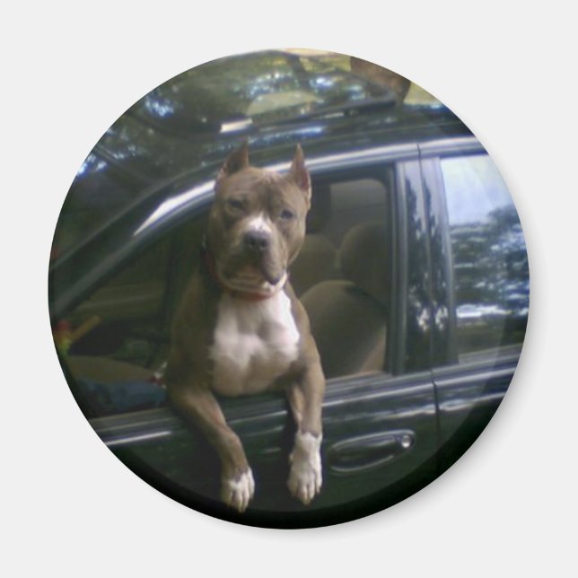 Aimant Chien Pitbull dans l'aimant de voiture (Devant)