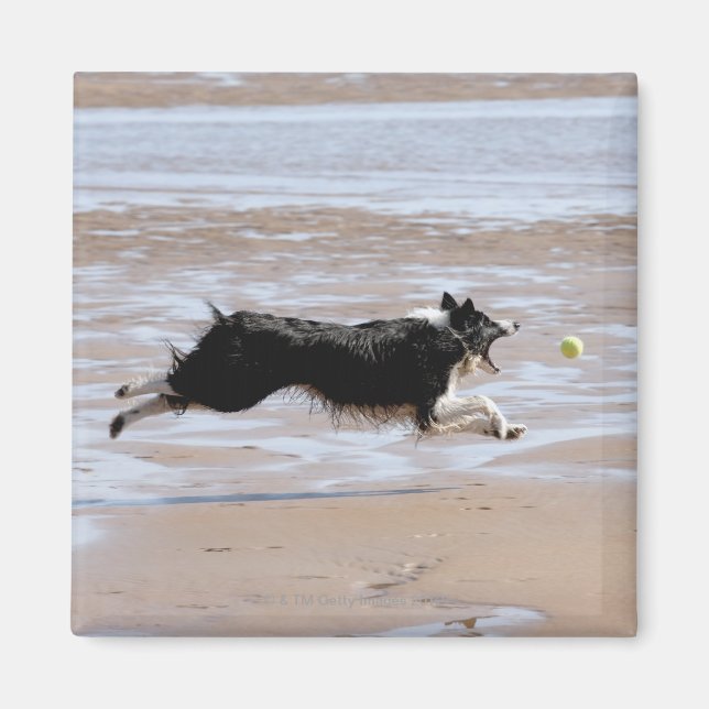 Aimant Chien pourchassant une balle à la plage (Devant)