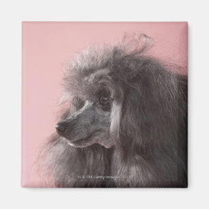 Aimant Chien regardant loin
