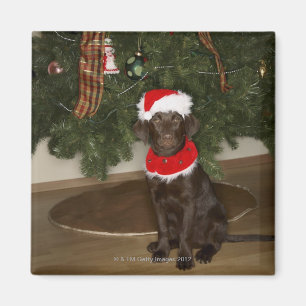Aimant Chien se reposant par un arbre de Noël