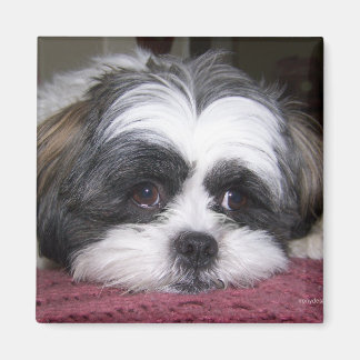 Aimant Chien Shih Tzu