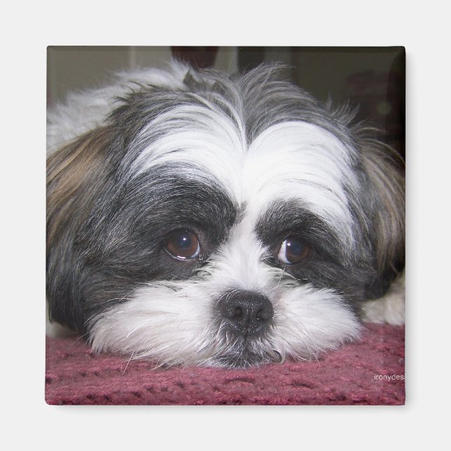 Aimant Chien Shih Tzu (Devant)