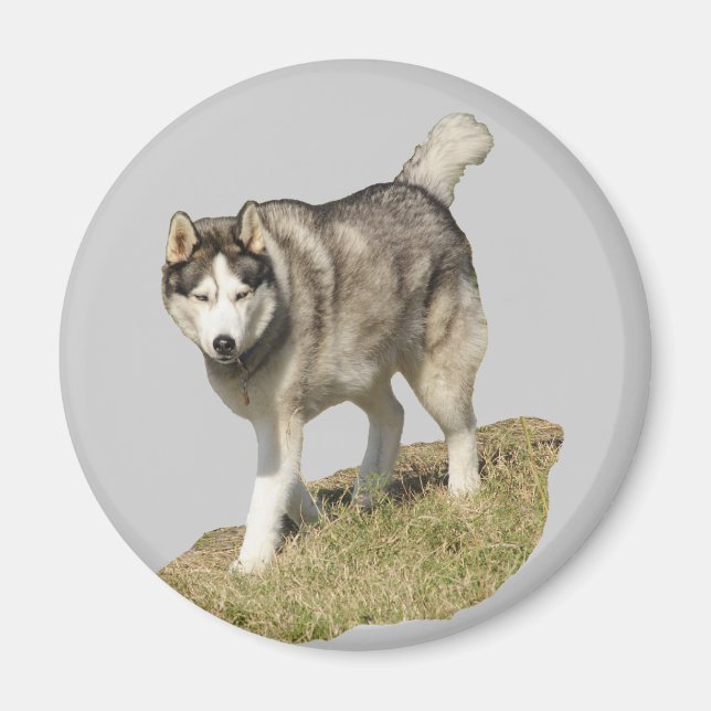 Aimant Chien sibérien Husky (Devant)