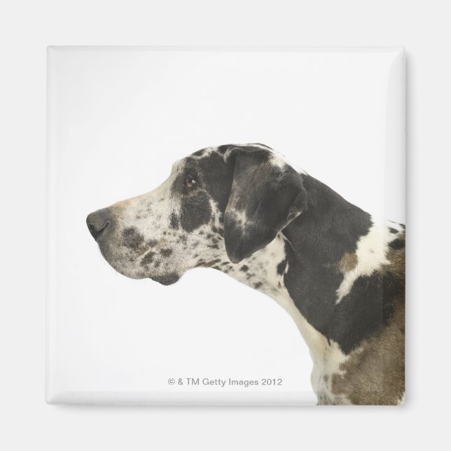 Aimant Chien sur blanc 11 (Devant)