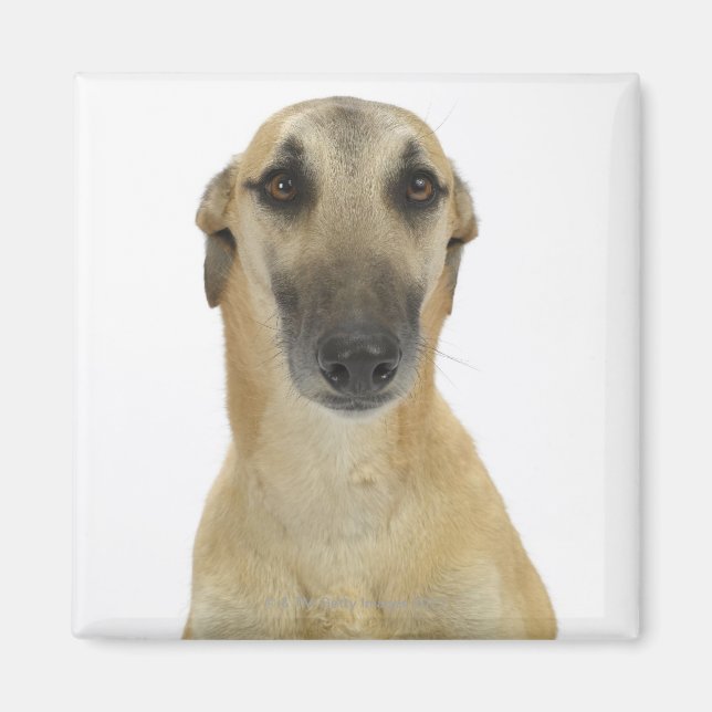 Aimant Chien sur blanc 41 (Devant)