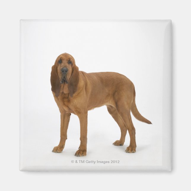Aimant Chien sur blanc 97 (Devant)