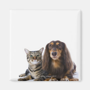 Aimant Chien (teckel) et chat (chat japonais) sur le