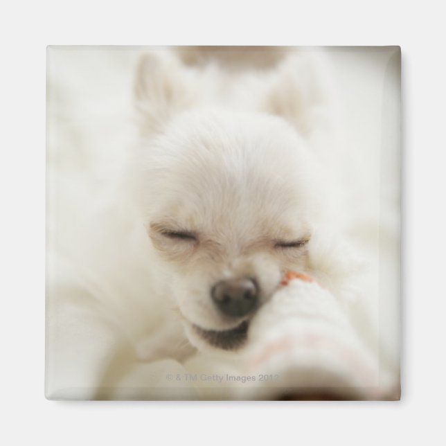 Aimant Chien tenant un jouet dans la bouche (Devant)