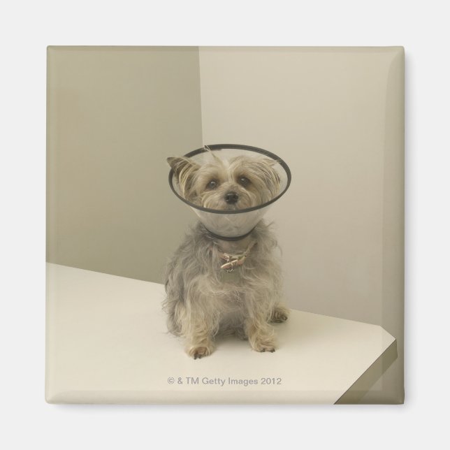Aimant Chien Terrier portant un collier de protection (Devant)