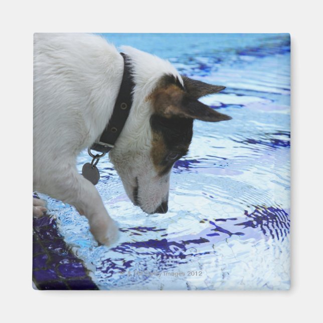 Aimant Chien touchant l'eau à la piscine (Devant)