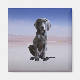 Aimant Chien Weimaraner Assis Sur La Plage