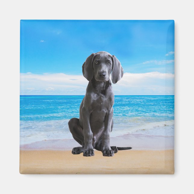 Aimant Chien Weimaraner Assis Sur La Plage (Devant)