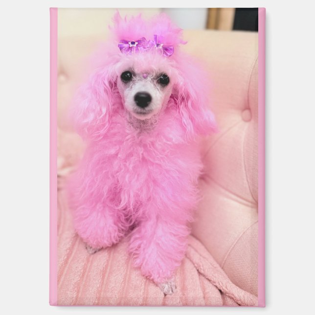 Aimant chienne caniche rose, cadeau aimant chienne (Recto)