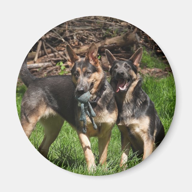 Aimant Chiens bergers allemands bleus (Devant)