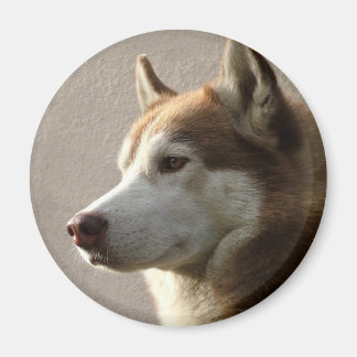 Aimant Chiens sibériens Husky