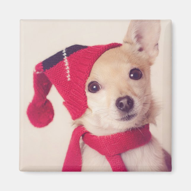 Aimant Chihuahua (Devant)
