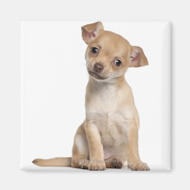 Aimant Chihuahua chippy (2 mois) (Devant)