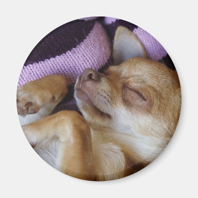 Aimant Chihuahua endormi (Devant)