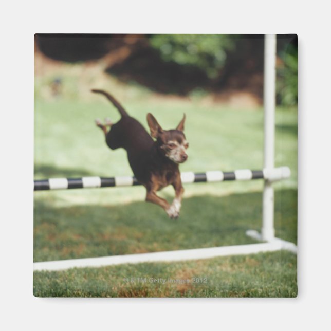 Aimant Chihuahua Jumping (Devant)
