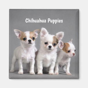 Aimant Chihuahua Puppies Posing for photo