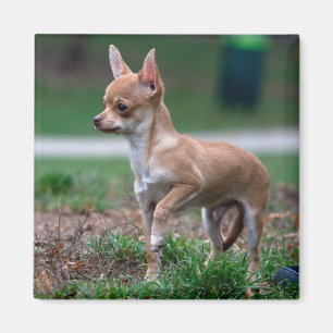 Aimant Chihuahua Puppy