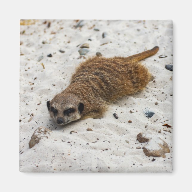 Aimant Chillin' Meerkat (Devant)