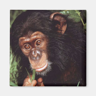 Aimant Chimpansee