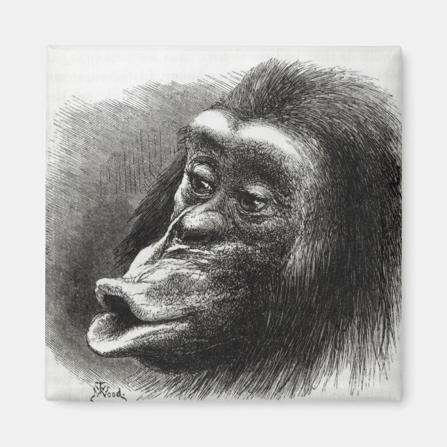 Aimant Chimpanzé déçu et Sulky (Devant)