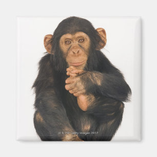 Aimant Chimpanzé (troglodytes paniques)