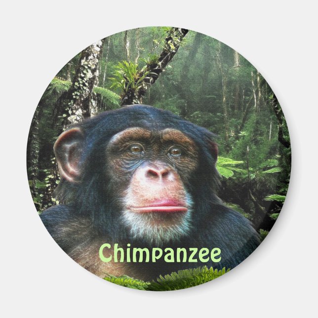Aimant CHIMPANZEE & JUNGLE Primate Wildlife Art Magazine (Devant)
