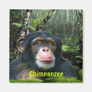 Aimant CHIMPANZEE & JUNGLE Primate Wildlife Art Magazine