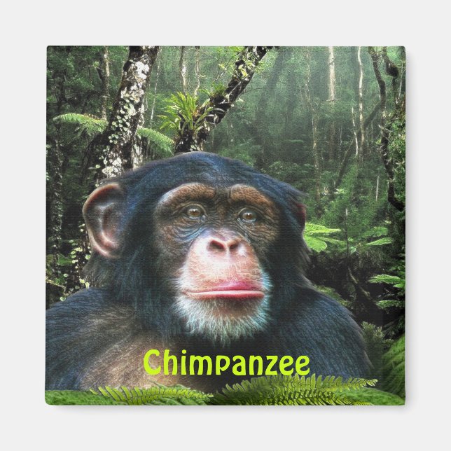Aimant CHIMPANZEE & JUNGLE Primate Wildlife Art Magazine (Devant)