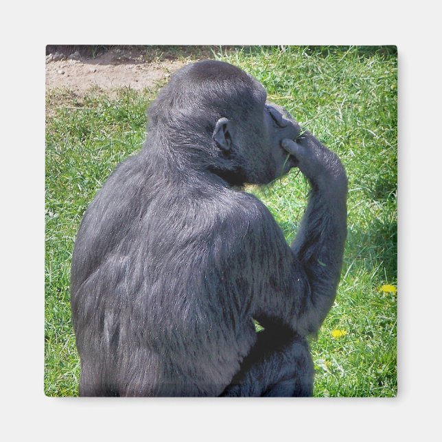 AIMANT CHIMPANZÉS (Devant)