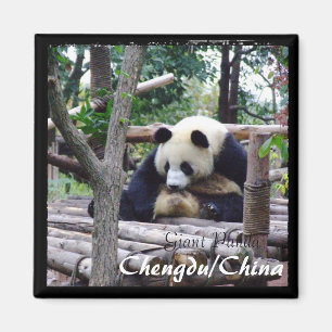 Aimant Chine, Chengdu, Panda géant (Magnet)