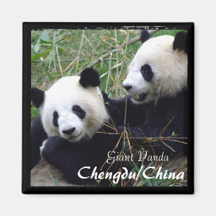 Aimant Chine, Chengdu, Pandas géants (Magnet)
