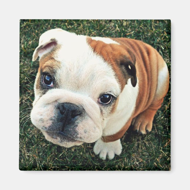 Aimant Chiot (Devant)