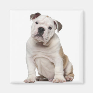 Aimant Chiot anglais de bouledogue (2 mois)