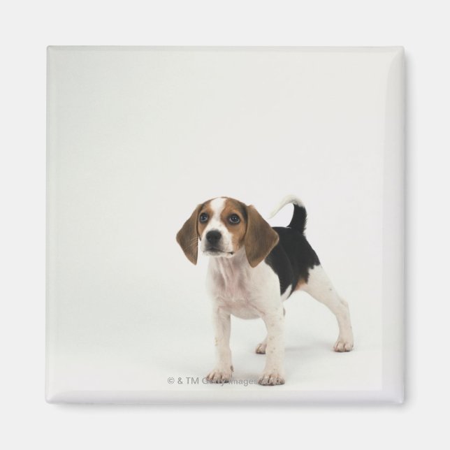 Aimant chiot beagle (Devant)