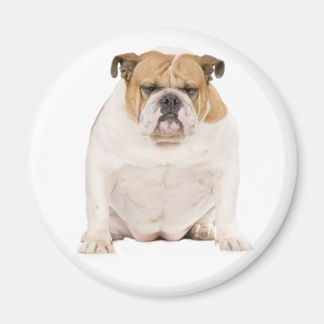 Aimant Chiot Bouledogue Anglais (Devant)