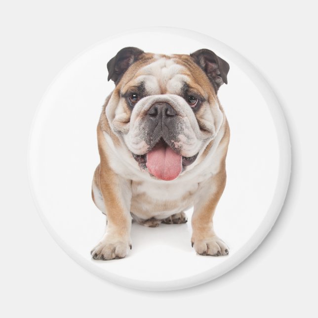 Aimant Chiot Bouledogue Anglais (Devant)
