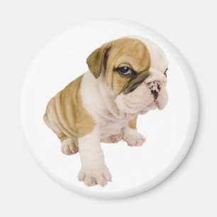 Aimant Chiot Bouledogue Anglais