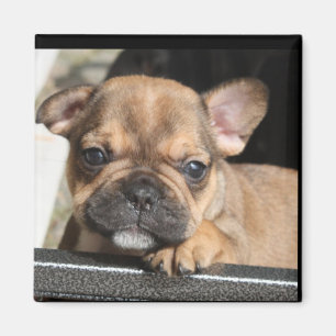 Aimant chiot bouledogue français Bouledogue Français