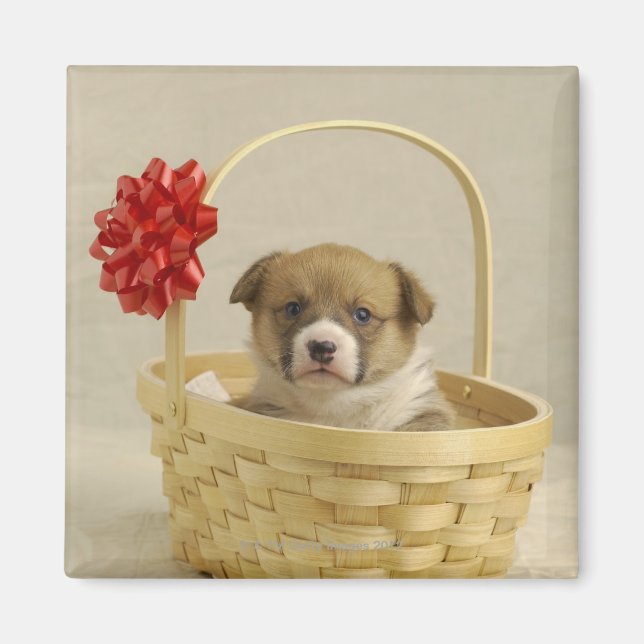 Aimant Chiot dans un panier (Devant)