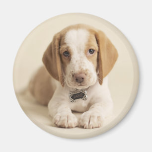 Aimant Chiot de beagle