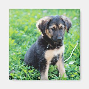 Aimant Chiot de berger allemand