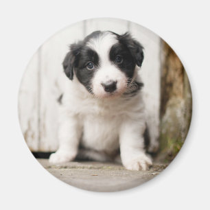 Aimant Chiot de border collie