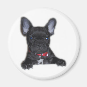 Aimant Chiot de bouledogue français