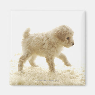 Aimant Chiot de caniche