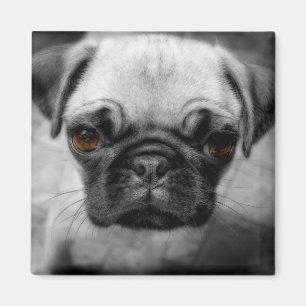 Aimant Chiot de carlin